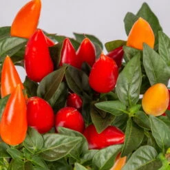 Capsicum 'Acapulco Multicolor', Topf-Ø 10,5, 6er-Set -Garten Sicht Verkäufe 0210104747 Capsicum an Acapulco Multicolor T10 5 6er Set WS 2