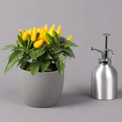 Capsicum 'Ornamenties Yellow', Topf-Ø 10,5, 6er-Set -Garten Sicht Verkäufe 0210104806 Capsicum Ornamenties Yellow 2 116224