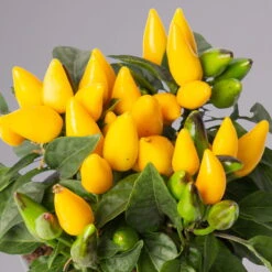 Capsicum 'Ornamenties Yellow', Topf-Ø 10,5, 6er-Set -Garten Sicht Verkäufe 0210104806 Capsicum Ornamenties Yellow 116225