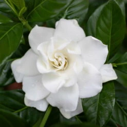 Gardenie, Topf-Ø 13 Cm -Garten Sicht Verkäufe 0210130020 0210130058 0210130059 Gardenia jasminoides