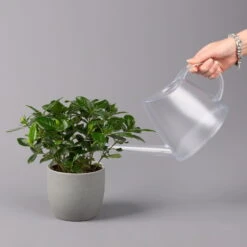 Gardenie, Topf-Ø 13 Cm -Garten Sicht Verkäufe 0210130020 Gardenia jasminoides 3