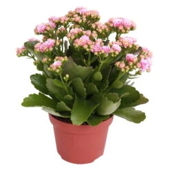 Kalanchoe 'Calandiva'®, Rosa-weiß, Topf-Ø 12 Cm, Höhe Ca. 27,5 Cm, 6er-Set -Garten Sicht Verkäufe 0210350156 Kalanchoe Cal rosa weiss
