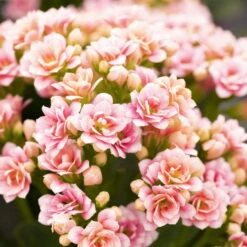 Ausgewählte Produkte -Garten Sicht Verkäufe 0210350156 Kalanchoe Cal rosa weiss1