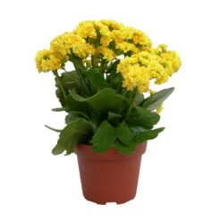 Kalanchoe 'Calandiva'®, Gelb, Topf-Ø 12 Cm, Höhe Ca. 27,5 Cm, 6er-Set -Garten Sicht Verkäufe 0210350157 Kalanchoe Cal gelb