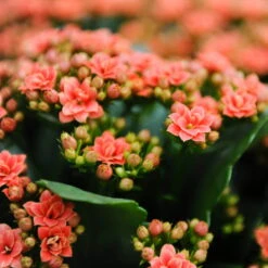 Kalanchoe 'Calandiva'®, Orange, Topf-Ø 12 Cm, Höhe Ca. 27,5 Cm, 6er-Set -Garten Sicht Verkäufe 0210350158 Kalanchoe Cal orange 12cm T H 26cm