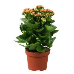Kalanchoe 'Calandiva'®, Orange, Topf-Ø 12 Cm, Höhe Ca. 27,5 Cm, 6er-Set -Garten Sicht Verkäufe 0210350158 Kalanchoe Cal orange
