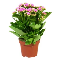 Kalanchoe 'Calandiva'®, Rosa, Topf-Ø 12 Cm, Höhe Ca. 27,5 Cm, 6er-Set -Garten Sicht Verkäufe 0210350167 Kalanchoe Cal rosa
