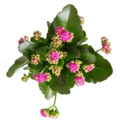 Kalanchoe 'Calandiva'®, Weiß&violett, Topf-Ø 12 Cm, Höhe Ca. 20-30 Cm, 6er-Set -Garten Sicht Verkäufe 0210350382 Kalanchoe violett 6er Set 6xviolett 1 1