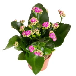 Ausgewählte Produkte -Garten Sicht Verkäufe 0210350382 Kalanchoe violett 6er Set 6xviolett 3 2
