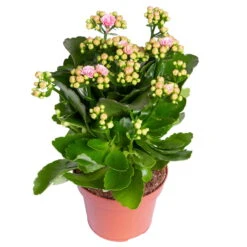 Kalanchoe 'Calandiva'®, Rosa-weiß, Topf-Ø 12 Cm, Höhe Ca. 27,5 Cm, 6er-Set -Garten Sicht Verkäufe 0210350383 Kalanchoe rosa weiss 6er Set 6xrosa weiss 1