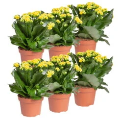 Ausgewählte Produkte -Garten Sicht Verkäufe 0210350384 Kalanchoe gelb 6er Set 6xgelb 1