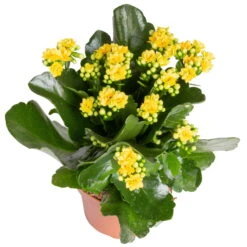 Kalanchoe 'Calandiva'®, Gelb&violett, Topf-Ø 12 Cm, Höhe Ca. 20-30 Cm, 6er-Set -Garten Sicht Verkäufe 0210350384 Kalanchoe gelb 6er Set 6xgelb 2 3