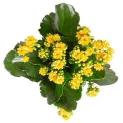 Kalanchoe 'Calandiva'®, Rot&gelb, Topf Topf-Ø 12 Cm, Höhe Ca. 20-30cm, 6er-Set -Garten Sicht Verkäufe 0210350384 Kalanchoe gelb 6er Set 6xgelb 3