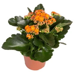 Kalanchoe 'Calandiva'®, Gelb&orange, Topf-Ø 12 Cm, Höhe Ca. 20-30 Cm, 6er-Set -Garten Sicht Verkäufe 0210350385 Kalanchoe orange 6er Set 6xorange 2 2