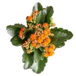 Kalanchoe 'Calandiva'®, Orange, Topf-Ø 12 Cm, Höhe Ca. 27,5 Cm, 6er-Set -Garten Sicht Verkäufe 0210350385 Kalanchoe orange 6er Set 6xorange 3 1