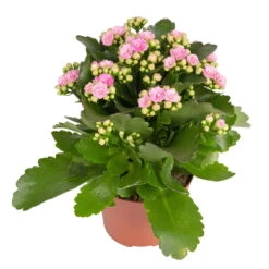 Kalanchoe 'Calandiva'®, Rosa, Topf-Ø 12 Cm, Höhe Ca. 27,5 Cm, 6er-Set -Garten Sicht Verkäufe 0210350386 Kalanchoe rosa 6er Set 6xrosa 1 1
