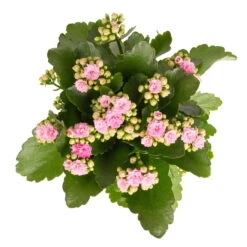 Kalanchoe 'Calandiva'®, Rosa, Topf-Ø 12 Cm, Höhe Ca. 27,5 Cm, 6er-Set -Garten Sicht Verkäufe 0210350386 Kalanchoe rosa 6er Set 6xrosa 2 1