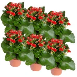 Ausgewählte Produkte -Garten Sicht Verkäufe 0210350387 Kalanchoe rot 6er Set 6xrot 2