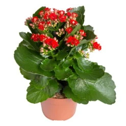 Kalanchoe 'Calandiva'®, Rot, Topf-Ø 12 Cm, Höhe Ca. 27,5 Cm, 6er-Set -Garten Sicht Verkäufe 0210350387 Kalanchoe rot 6er Set 6xrot 21 4