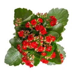 Kalanchoe 'Calandiva'®, Rot, Topf-Ø 12 Cm, Höhe Ca. 27,5 Cm, 6er-Set -Garten Sicht Verkäufe 0210350387 Kalanchoe rot 6er Set 6xrot 3 4