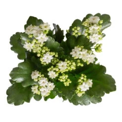 Ausgewählte Produkte -Garten Sicht Verkäufe 0210350388 Kalanchoe weiss 6er Set 6xweiss 1 2