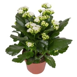 Kalanchoe 'Calandiva'®, Weiß&violett, Topf-Ø 12 Cm, Höhe Ca. 20-30 Cm, 6er-Set -Garten Sicht Verkäufe 0210350388 Kalanchoe weiss 6er Set 6xweiss 2 1