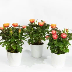 Rose, Orange, Mit Topf Dallas Weiß, Topf-Ø 13 Cm, 3er-Set