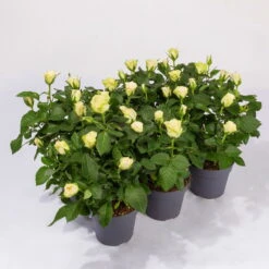 Rose Patio, Weiß, Topf-Ø 13 Cm, 6er-Set