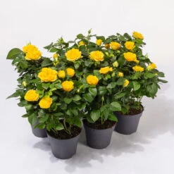 Rose Patio, Gelb, Topf-Ø 13 Cm, 6er-Set