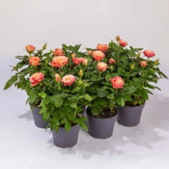 Rose Patio, Orange, Topf-Ø 13 Cm, 6er-Set