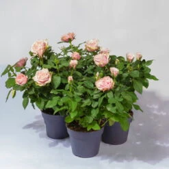 Rose Patio, Rosa, Topf-Ø 13 Cm, 3er-Set