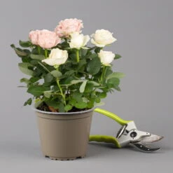 Rose 'Infinity' Duo Rosa-weiß, Topf-Ø 14 Cm, 2er-Set -Garten Sicht Verkäufe 0210550266 rose infinity duo 2 122761