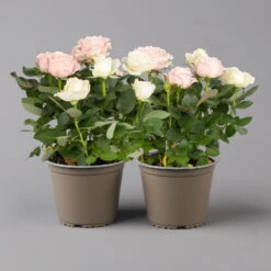 Rose 'Infinity' Duo Rosa-weiß, Topf-Ø 14 Cm, 2er-Set