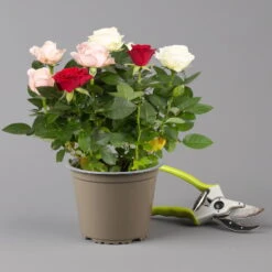 Rose 'Infinity' Rosa-weiß & Rot, Topf-Ø 14 Cm, 2er-Set -Garten Sicht Verkäufe 0210550267 rosen trio gemischt 6 122765