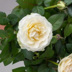 Rose 'Infinity' Weiß, Topf-Ø 14 Cm, 2er-Set -Garten Sicht Verkäufe 0210550293 rose infinity weiss 4 122745