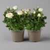 Rose 'Infinity' Weiß, Topf-Ø 14 Cm, 2er-Set