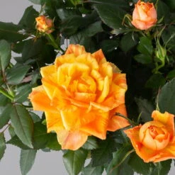 Rose Orange, Topf-Ø 14 Cm, 2er-Set -Garten Sicht Verkäufe 0210550295 Rose orange T14 2er Set 4 122752
