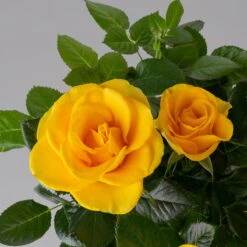 Rose 'Infinity' Gelb, Topf-Ø 14 Cm, 2er-Set -Garten Sicht Verkäufe 0210550297 rose gelb 3 122755