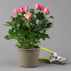 Rose Dunkelrosa, Topf-Ø 14 Cm, 2er-Set -Garten Sicht Verkäufe 0210550298 rose dunkelrosa 1 122904