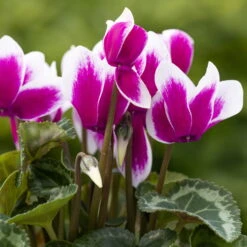 Alpenveilchen 'Picola Shine', Weiß-violett, Topf-Ø 10,5cm, Höhe Ca 23cm, 6er-Set -Garten Sicht Verkäufe 0210600488 Cyclamen Goblet Shine violett 6er Set