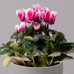 Alpenveilchen 'Picola Shine', Weiß-violett, Topf-Ø 10,5cm, Höhe Ca 23cm, 6er-Set -Garten Sicht Verkäufe 0210600488 Cyclamen Picola Shine violett 10cm 6er Set 2 115125