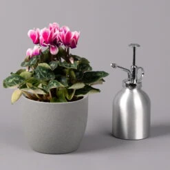 Alpenveilchen 'Picola Shine', Weiß-violett, Topf-Ø 10,5cm, Höhe Ca 23cm, 6er-Set -Garten Sicht Verkäufe 0210600488 Cyclamen Picola Shine violett 10cm 6er Set 3 115126