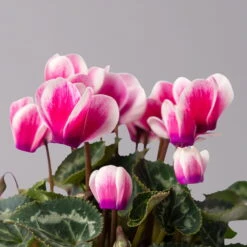 Alpenveilchen 'Picola Shine', Weiß-violett, Topf-Ø 10,5cm, Höhe Ca 23cm, 6er-Set -Garten Sicht Verkäufe 0210600488 Cyclamen Picola Shine violett 10cm 6er Set 4 115127