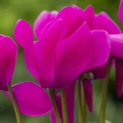 Alpenveilchen-Trio, Zufällige Farben, Topf-Ø 13 Cm, Höhe Ca. 30 Cm, 3er-Set 23 Alpenveilchen-Trio, Zufällige Farben, Topf-Ø 13 Cm, Höhe Ca. 30 Cm, 3er-Set -Garten Sicht Verkäufe 0210600490 Cyclamen Mix 6er Set 2