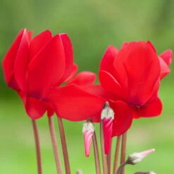 Alpenveilchen-Trio, Zufällige Farben, Topf-Ø 13 Cm, Höhe Ca. 30 Cm, 3er-Set 22 Alpenveilchen-Trio, Zufällige Farben, Topf-Ø 13 Cm, Höhe Ca. 30 Cm, 3er-Set -Garten Sicht Verkäufe 0210600490 Cyclamen Mix 6er Set 3