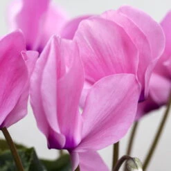 Alpenveilchen-Trio, Zufällige Farben, Topf-Ø 13 Cm, Höhe Ca. 30 Cm, 3er-Set 18 Alpenveilchen-Trio, Zufällige Farben, Topf-Ø 13 Cm, Höhe Ca. 30 Cm, 3er-Set -Garten Sicht Verkäufe 0210600490 Cyclamen Mix 6er Set 4