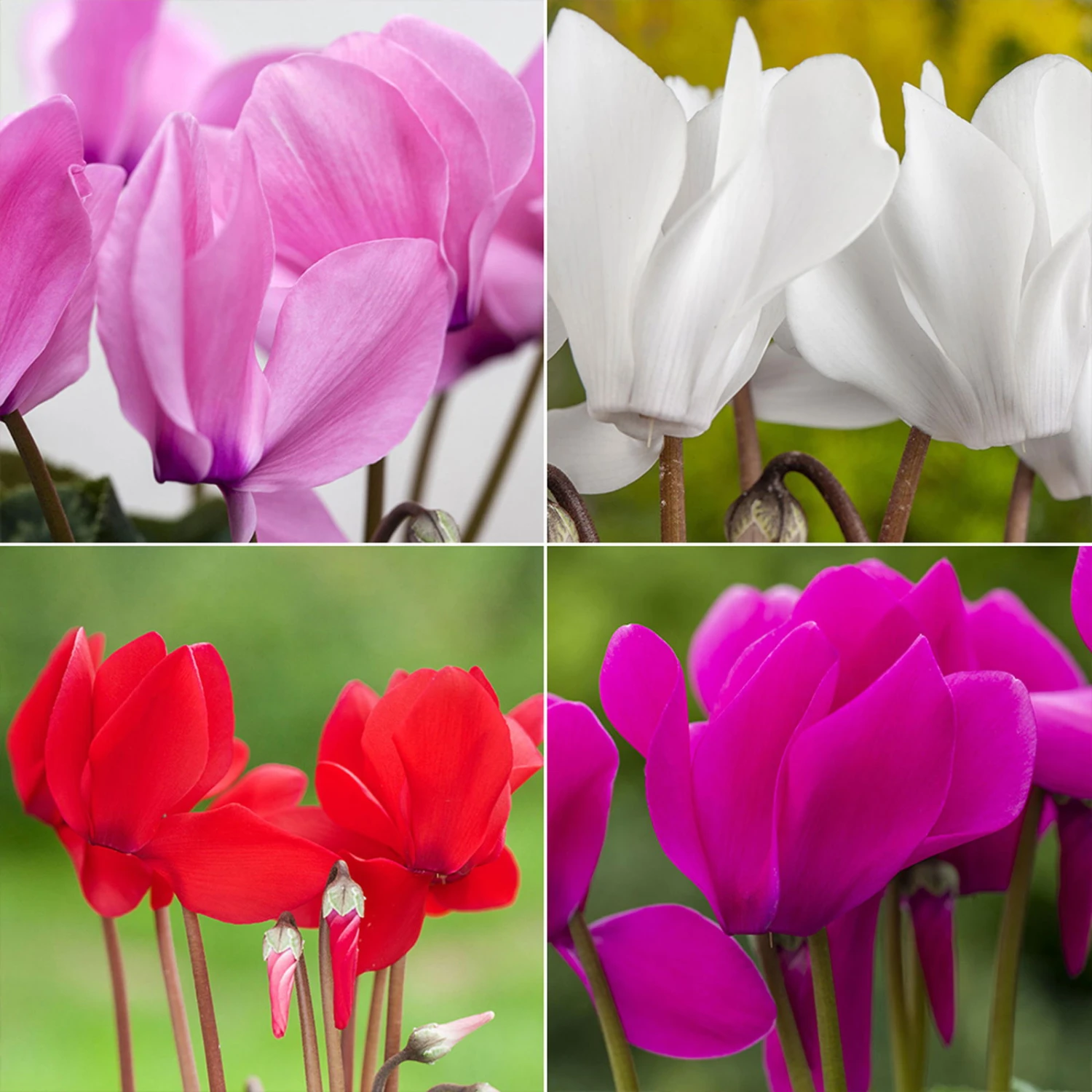 Alpenveilchen-Trio, Zufällige Farben, Topf-Ø 13 Cm, Höhe Ca. 30 Cm, 3er-Set 2 Alpenveilchen-Trio, Zufällige Farben, Topf-Ø 13 Cm, Höhe Ca. 30 Cm, 3er-Set – Bild 2