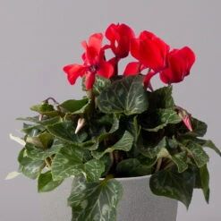 Alpenveilchen, Rot, Topf-Ø 10,5 Cm, Höhe Ca. 23 Cm, 6er-Set -Garten Sicht Verkäufe 0210600490 Cyclamen Mix T10 6er Set 2 115235