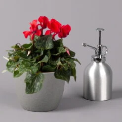 Alpenveilchen, Rot, Topf-Ø 10,5 Cm, Höhe Ca. 23 Cm, 6er-Set -Garten Sicht Verkäufe 0210600490 Cyclamen Mix T10 6er Set 3 115236