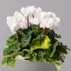 Alpenveilchen, Weiß, Topf-Ø 10,5 Cm, Höhe Ca. 23 Cm, 6er-Set -Garten Sicht Verkäufe 0210600490 Cyclamen Mix T10 weiss 6er Set 2 115230